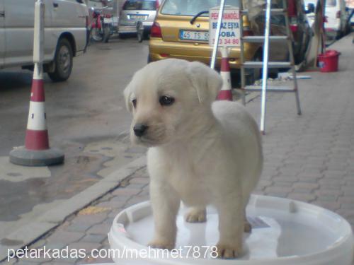 linda Dişi Labrador Retriever