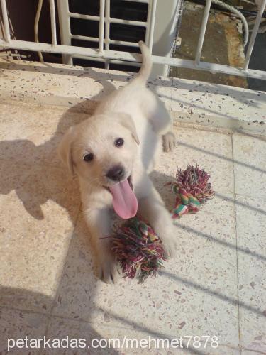 linda Dişi Labrador Retriever