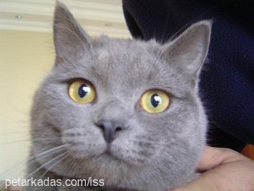 İss Dişi British Shorthair