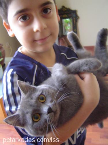 İss Dişi British Shorthair