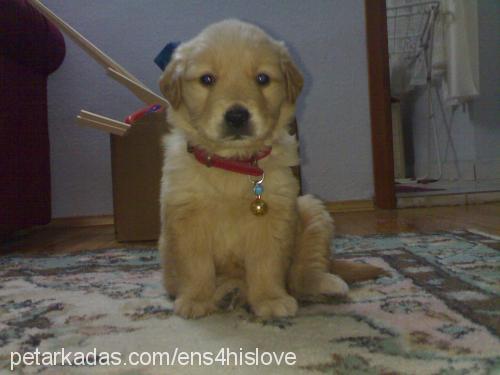 puffy Dişi Golden Retriever