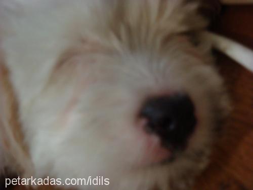 cookie Erkek Old English Sheepdog