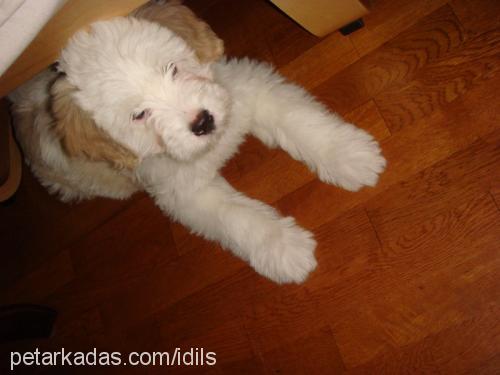 cookie Erkek Old English Sheepdog