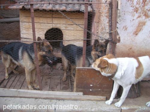 baron Erkek Alman Çoban Köpeği