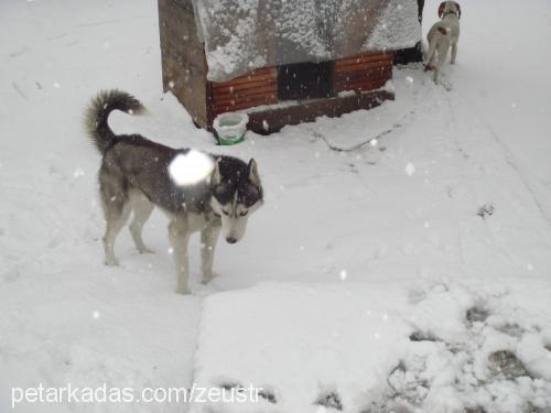 Ares Erkek Sibirya Kurdu (Husky)