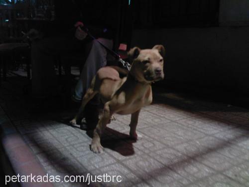 hera Dişi Amerikan Staffordshire Terrier