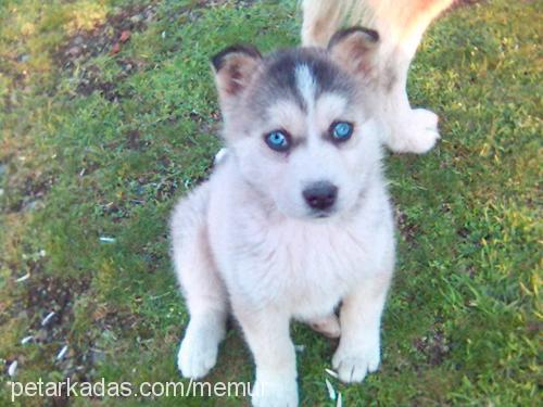 duru Dişi Sibirya Kurdu (Husky)