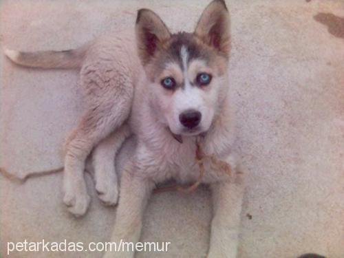 duru Dişi Sibirya Kurdu (Husky)