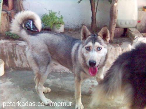 duru Dişi Sibirya Kurdu (Husky)