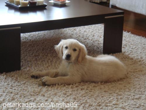 pasha Erkek Golden Retriever