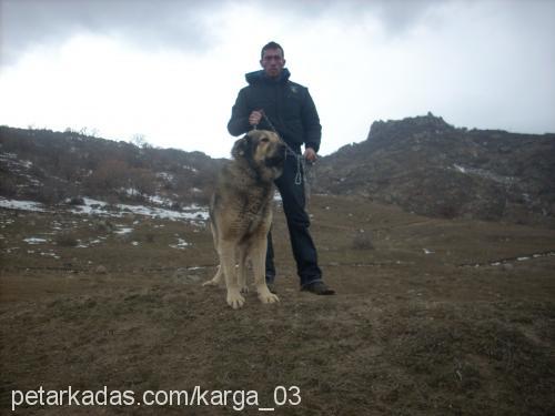 kangallar03.tr. Erkek Kangal