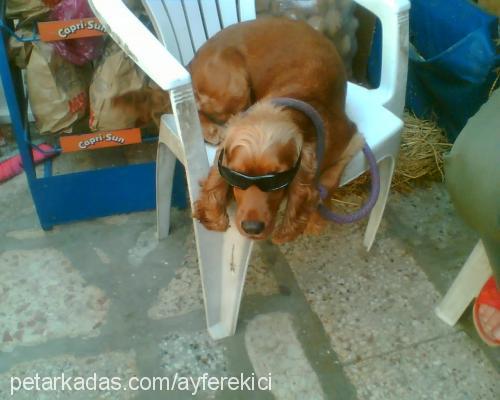 tarçın Dişi Amerikan Cocker Spaniel