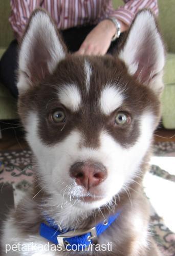 rusty Erkek Sibirya Kurdu (Husky)