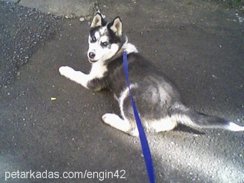 duman Erkek Sibirya Kurdu (Husky)