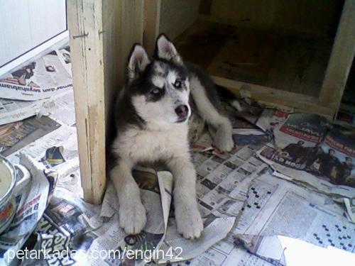 duman Erkek Sibirya Kurdu (Husky)