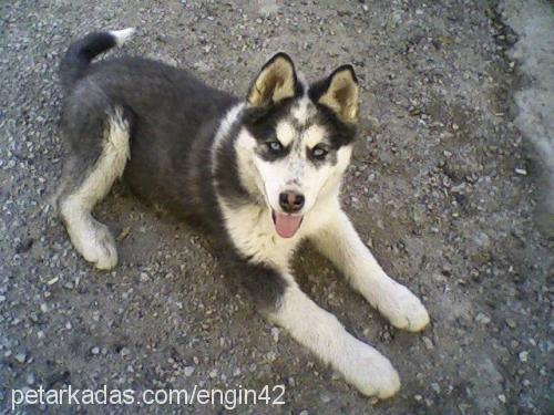 duman Erkek Sibirya Kurdu (Husky)