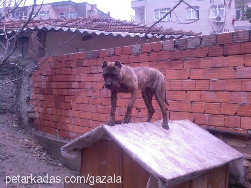 evacanarydog Dişi Mastiff