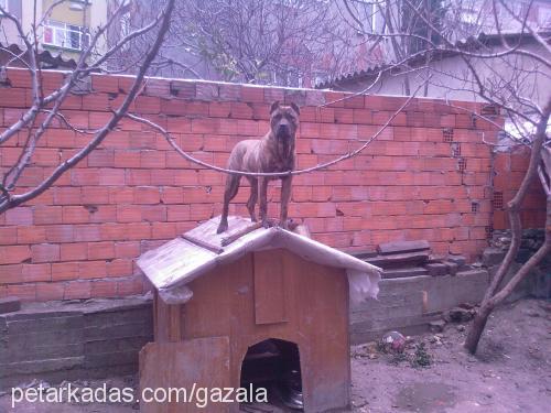 evacanarydog Dişi Mastiff