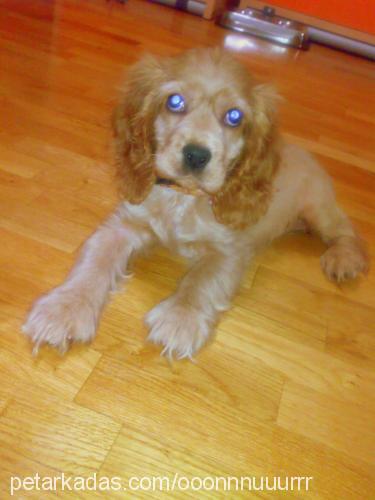 daisy Dişi Amerikan Cocker Spaniel