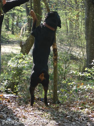 haydut Erkek Rottweiler