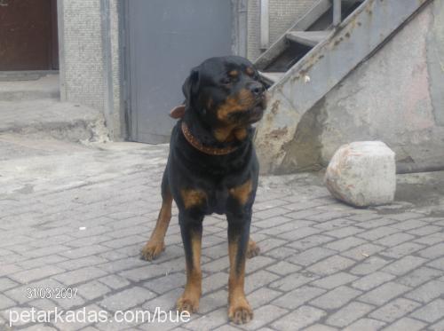 haydut Erkek Rottweiler