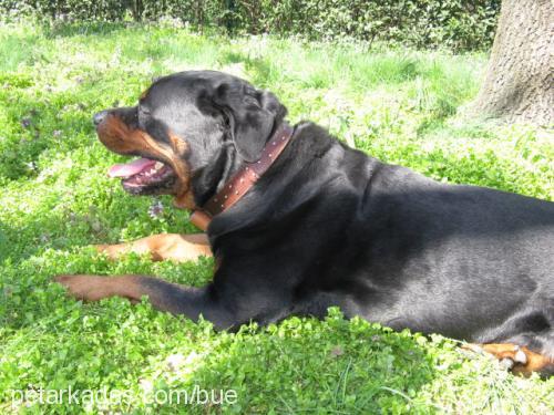 haydut Erkek Rottweiler