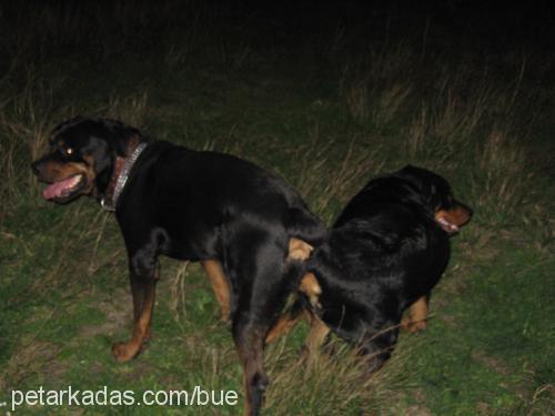 haydut Erkek Rottweiler