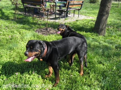 haydut Erkek Rottweiler