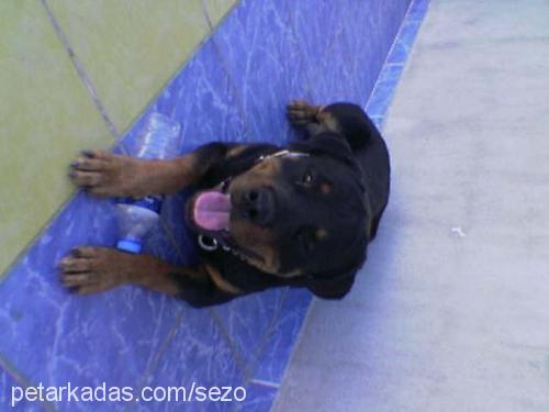 max Erkek Rottweiler