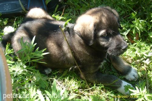 çirkin Erkek Sokö (Sokak Köpeği)