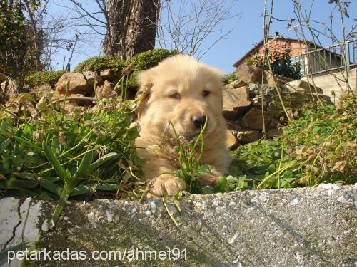 rico Erkek Golden Retriever