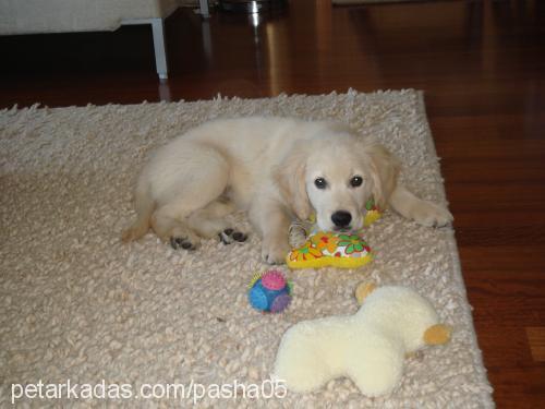 pasha Erkek Golden Retriever