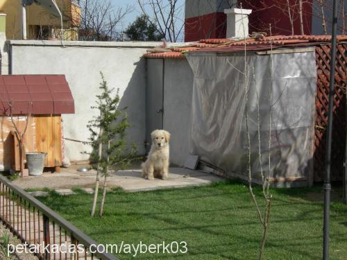 pamuk Erkek Golden Retriever