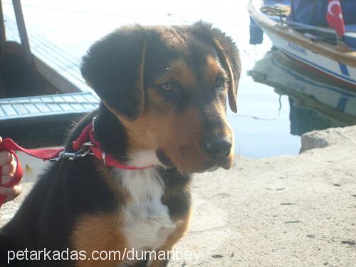 dumanbey Erkek Entlebucher