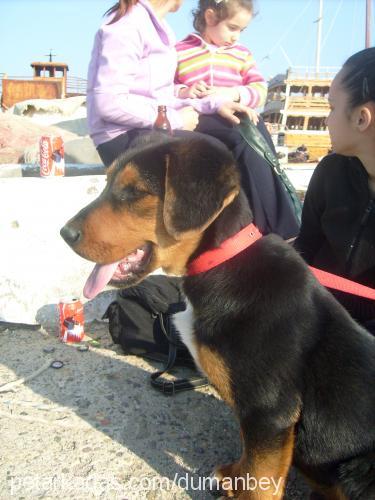 dumanbey Erkek Entlebucher