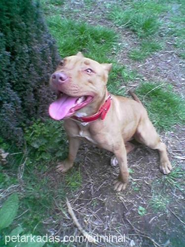 tia Dişi Amerikan Pitbull Terrier