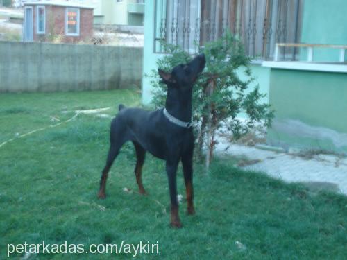 rita Dişi Rottweiler