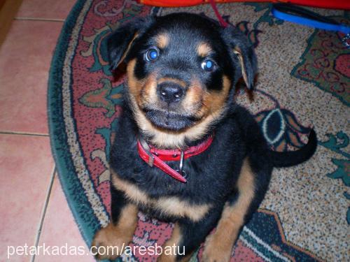 ares Erkek Rottweiler