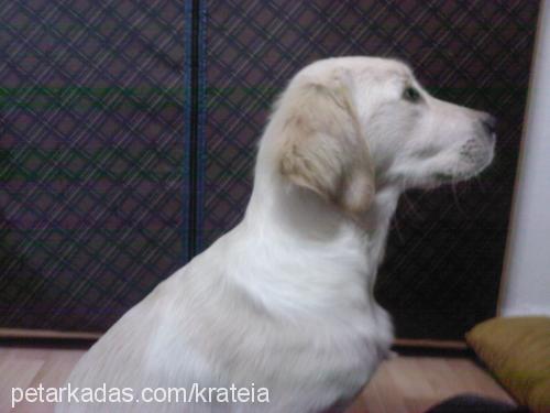 tarçın Dişi Golden Retriever