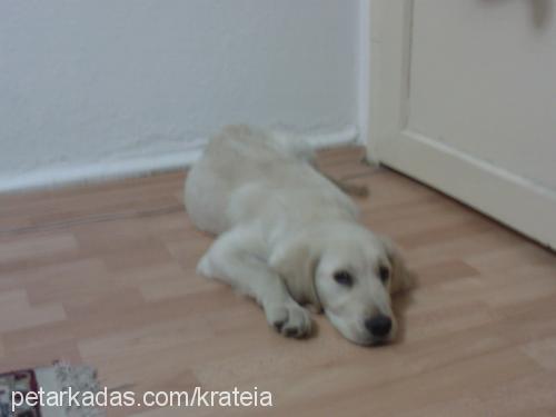 tarçın Dişi Golden Retriever