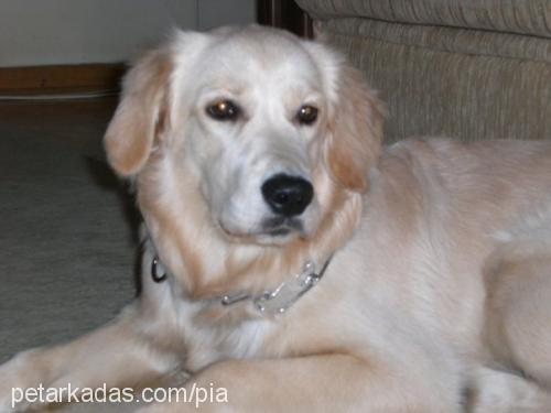 pia Dişi Golden Retriever