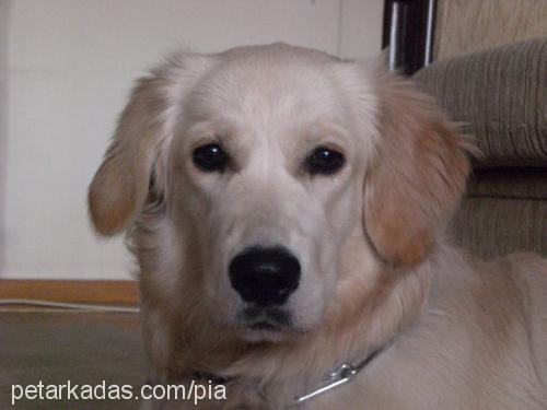 pia Dişi Golden Retriever