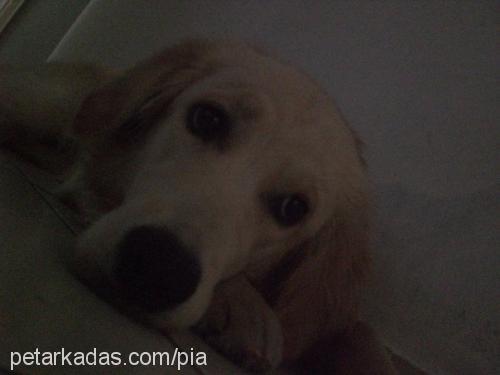 pia Dişi Golden Retriever