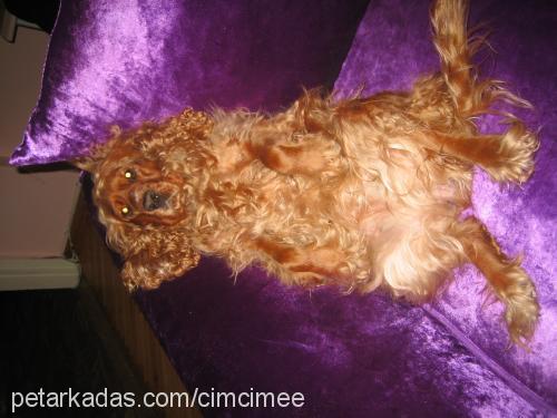 cimcime Dişi Amerikan Cocker Spaniel