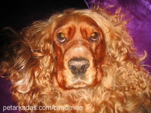 cimcime Dişi Amerikan Cocker Spaniel