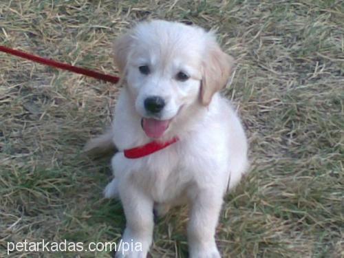 pia Dişi Golden Retriever