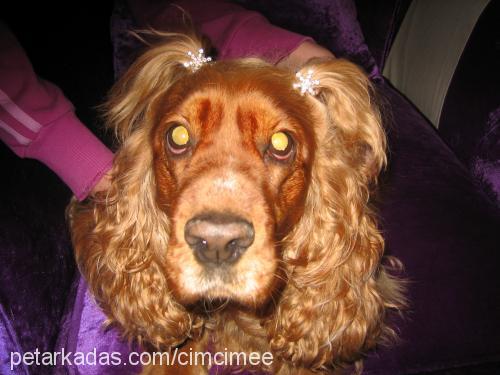 cimcime Dişi Amerikan Cocker Spaniel