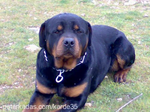 tyson Erkek Rottweiler