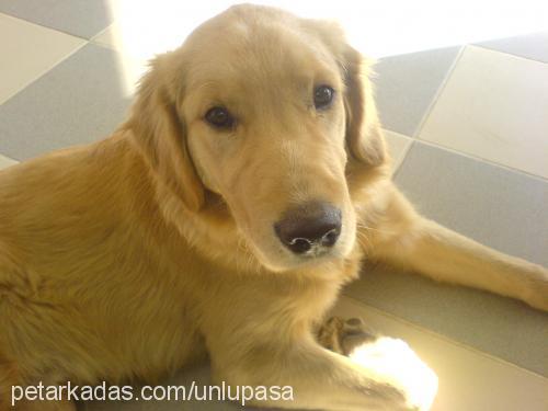 paşa Erkek Golden Retriever