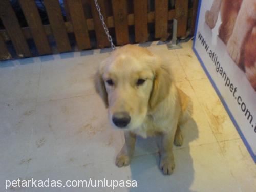 paşa Erkek Golden Retriever